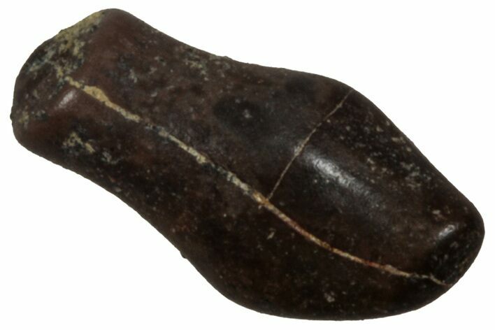 Cretaceous Fossil Dinosaur (Thescelosaurus) Tooth - Montana #350547